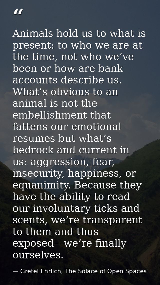 Animals hold us to what is present: to who we are at the time, not who we’ve been or how are bank accounts describe us.  — Gretel Ehrlich, The Solace of Open Spaces