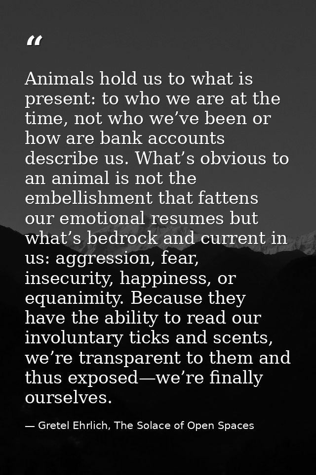 Animals hold us to what is present: to who we are at the time, not who we’ve been or how are bank accounts describe us.  — Gretel Ehrlich, The Solace of Open Spaces