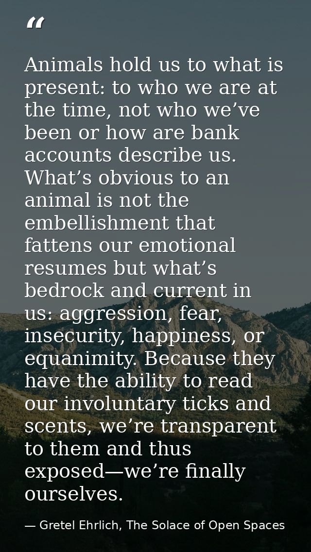 Animals hold us to what is present: to who we are at the time, not who we’ve been or how are bank accounts describe us.  — Gretel Ehrlich, The Solace of Open Spaces