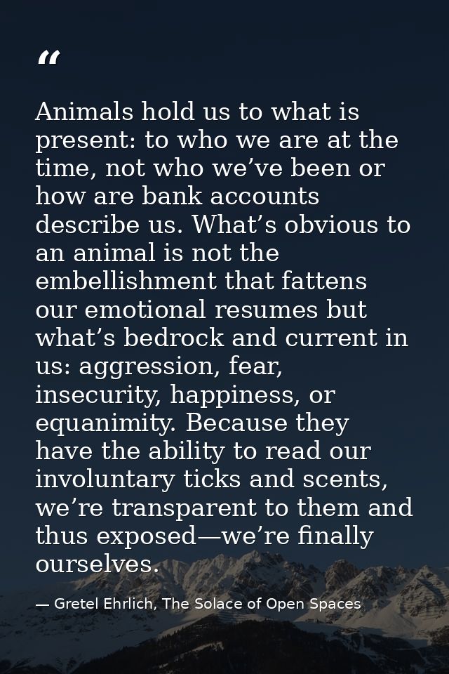 Animals hold us to what is present: to who we are at the time, not who we’ve been or how are bank accounts describe us.  — Gretel Ehrlich, The Solace of Open Spaces