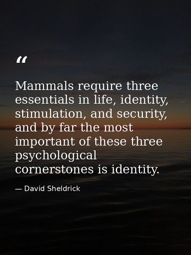 Mammals require three essentials in life, identity, stimulation, and security, and by far the most important of these th — David Sheldrick
