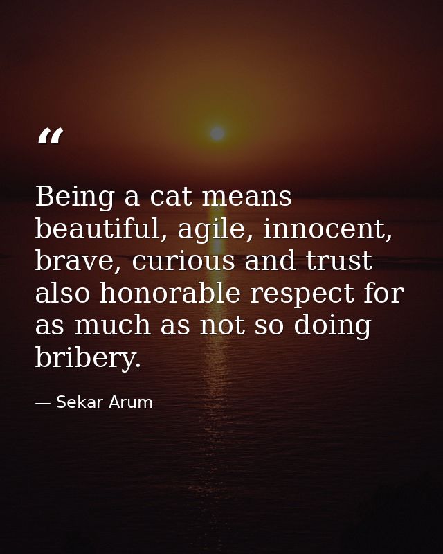 Being a cat means beautiful, agile, innocent, brave, curious and trust also honorable respect for as much as not so doin — Sekar Arum