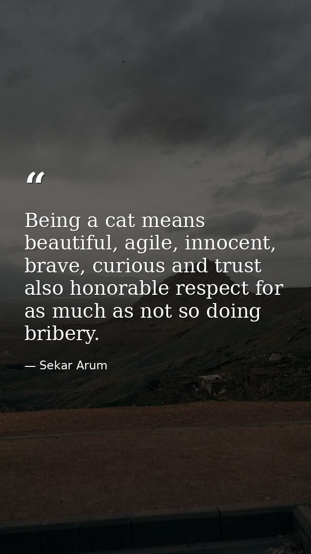 Being a cat means beautiful, agile, innocent, brave, curious and trust also honorable respect for as much as not so doin — Sekar Arum