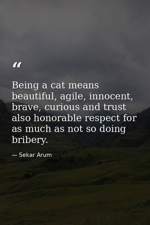 Being a cat means beautiful, agile, innocent, brave, curious and trust also honorable respect for as much as not so doin — Sekar Arum