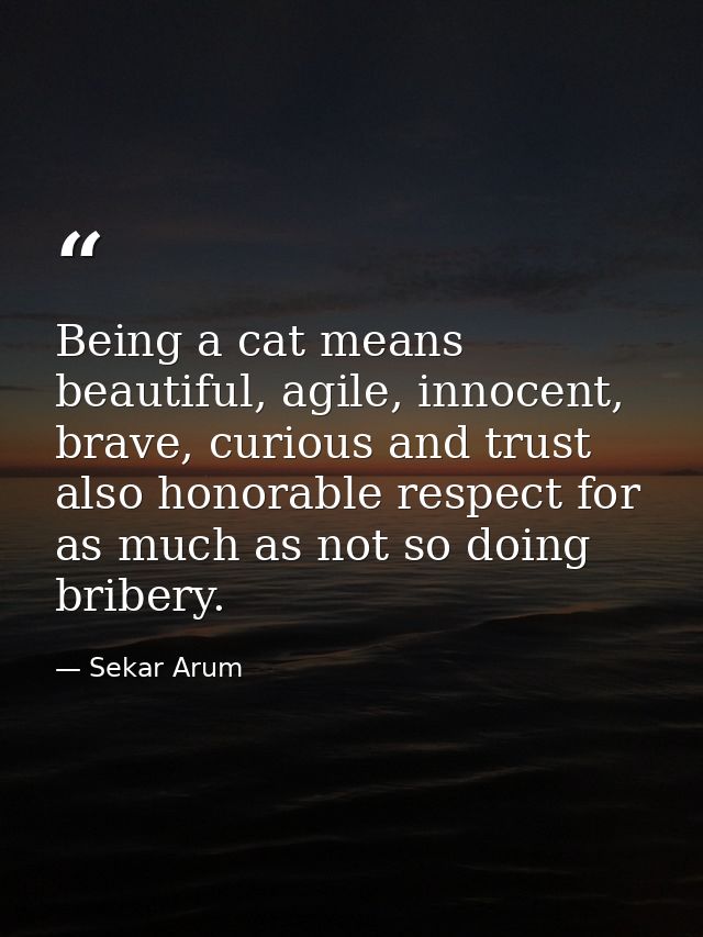 Being a cat means beautiful, agile, innocent, brave, curious and trust also honorable respect for as much as not so doin — Sekar Arum