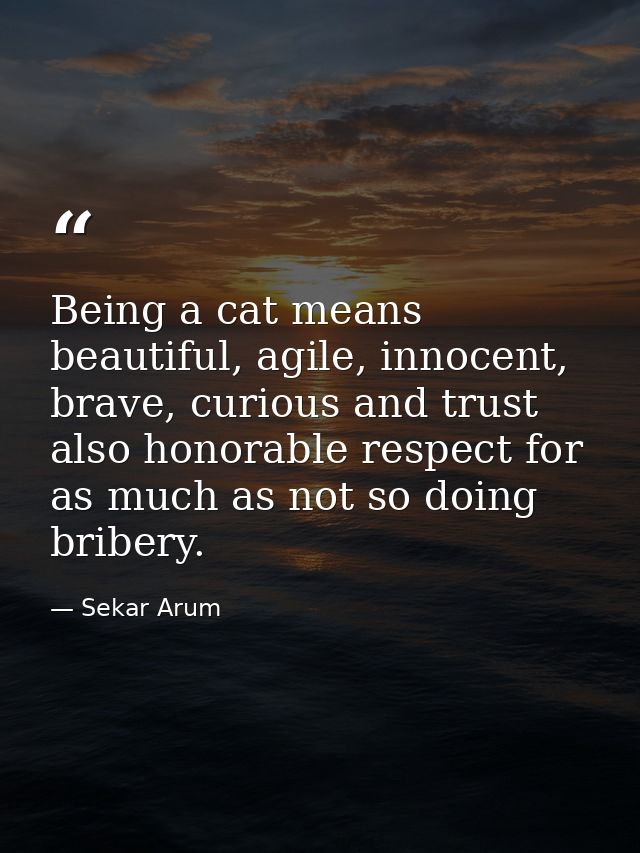 Being a cat means beautiful, agile, innocent, brave, curious and trust also honorable respect for as much as not so doin — Sekar Arum