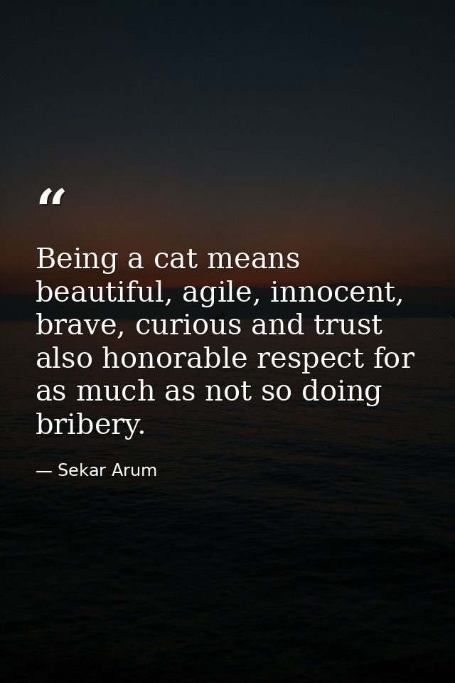 Being a cat means beautiful, agile, innocent, brave, curious and trust also honorable respect for as much as not so doin — Sekar Arum
