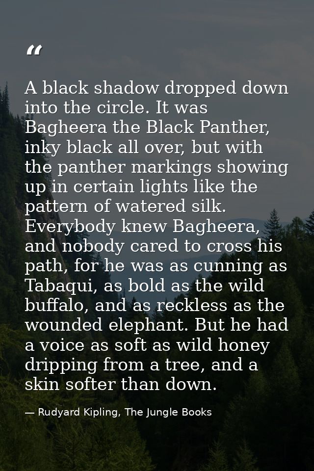A black shadow dropped down into the circle. It was Bagheera the Black Panther, inky black all over, but with the panthe — Rudyard Kipling, The Jungle Books