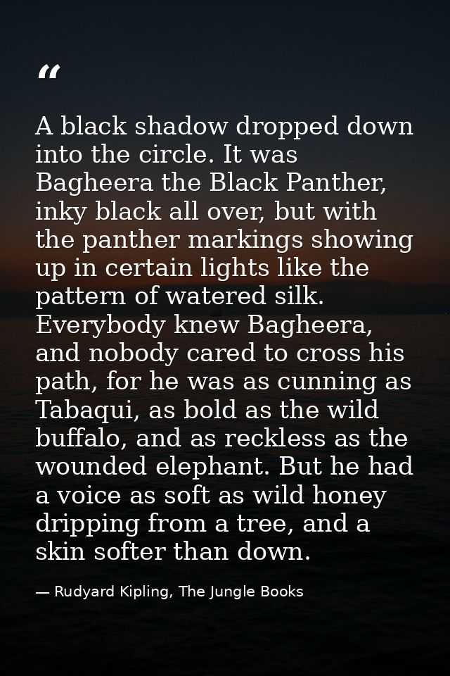 A black shadow dropped down into the circle. It was Bagheera the Black Panther, inky black all over, but with the panthe — Rudyard Kipling, The Jungle Books