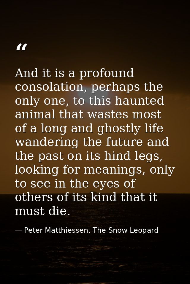 And it is a profound consolation, perhaps the only one, to this haunted animal that wastes most of a long and ghostly li — Peter Matthiessen, The Snow Leopard