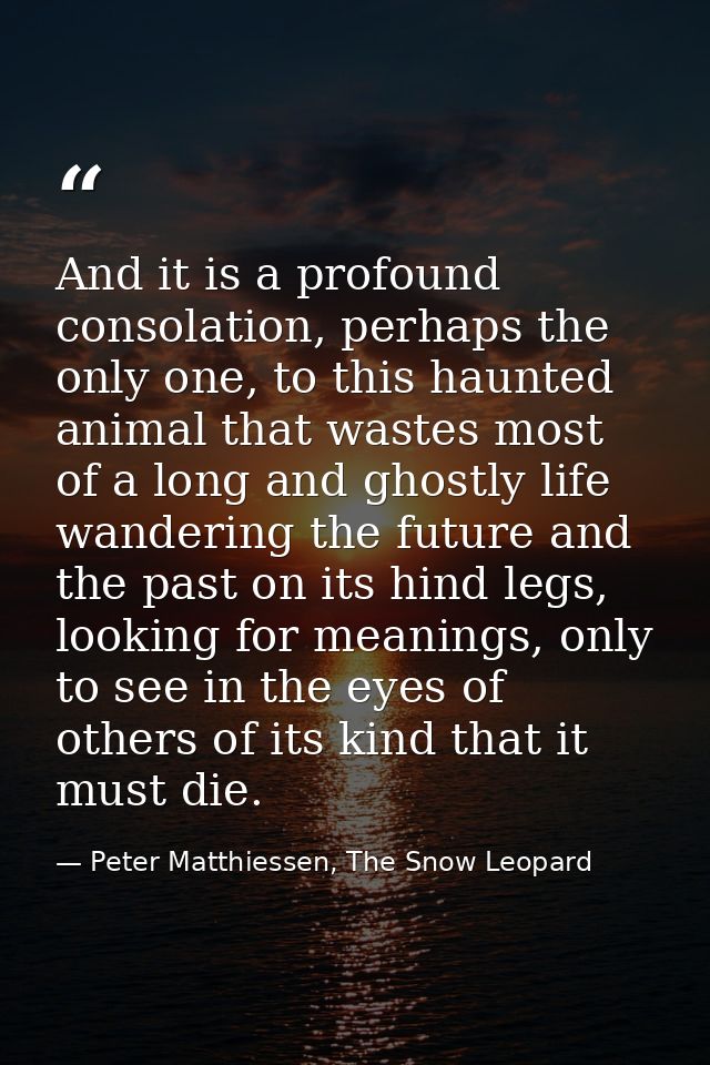 And it is a profound consolation, perhaps the only one, to this haunted animal that wastes most of a long and ghostly li — Peter Matthiessen, The Snow Leopard
