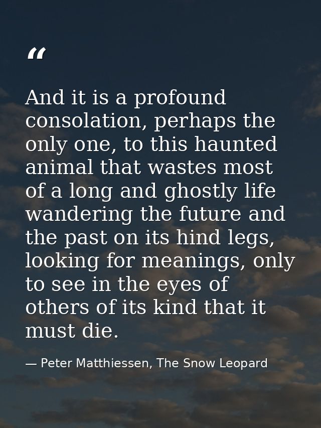 And it is a profound consolation, perhaps the only one, to this haunted animal that wastes most of a long and ghostly li — Peter Matthiessen, The Snow Leopard