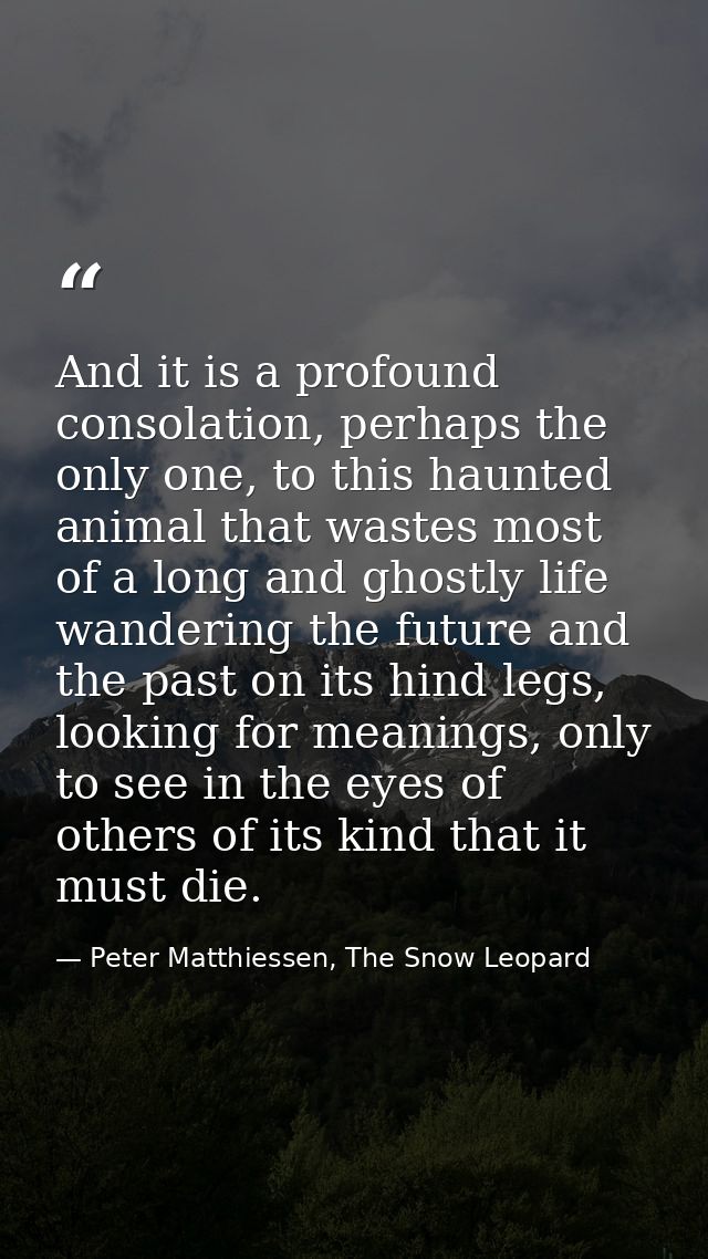 And it is a profound consolation, perhaps the only one, to this haunted animal that wastes most of a long and ghostly li — Peter Matthiessen, The Snow Leopard