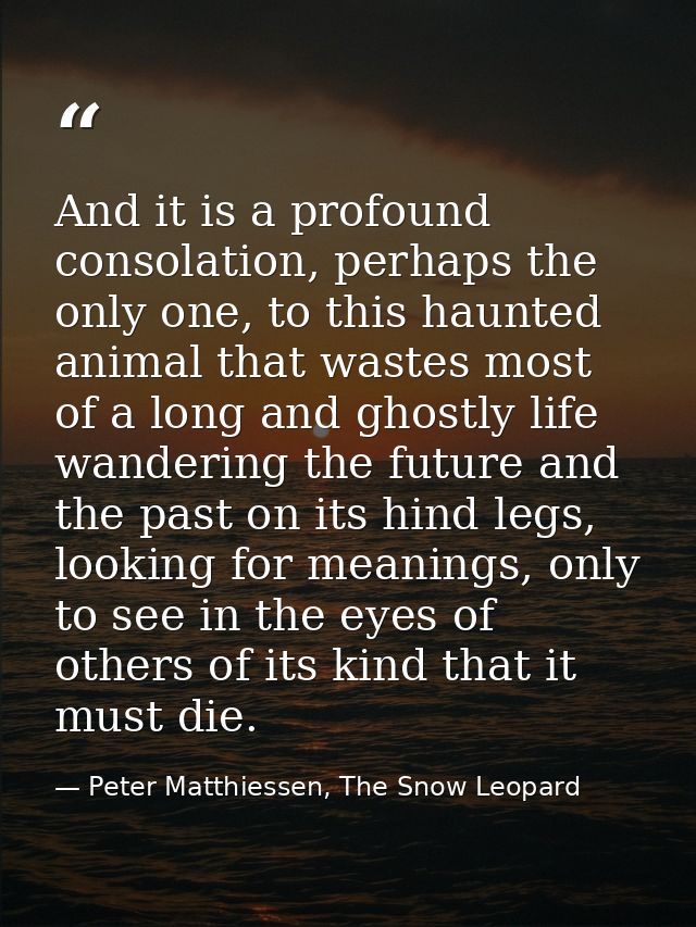 And it is a profound consolation, perhaps the only one, to this haunted animal that wastes most of a long and ghostly li — Peter Matthiessen, The Snow Leopard