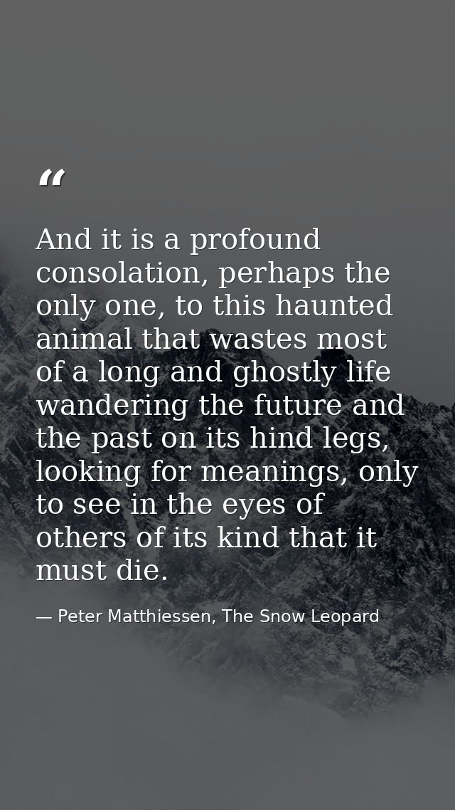 And it is a profound consolation, perhaps the only one, to this haunted animal that wastes most of a long and ghostly li — Peter Matthiessen, The Snow Leopard
