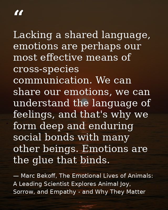 Lacking a shared language, emotions are perhaps our most effective means of cross-species communication. We can share ou — Marc Bekoff, The Emotional Lives of Animals: A Leading Scientist Explores Animal Joy, Sorrow, and Empathy - and Why They Matter