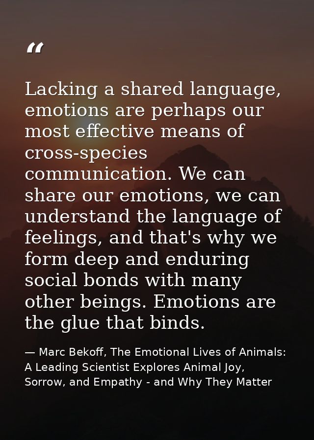 Lacking a shared language, emotions are perhaps our most effective means of cross-species communication. We can share ou — Marc Bekoff, The Emotional Lives of Animals: A Leading Scientist Explores Animal Joy, Sorrow, and Empathy - and Why They Matter