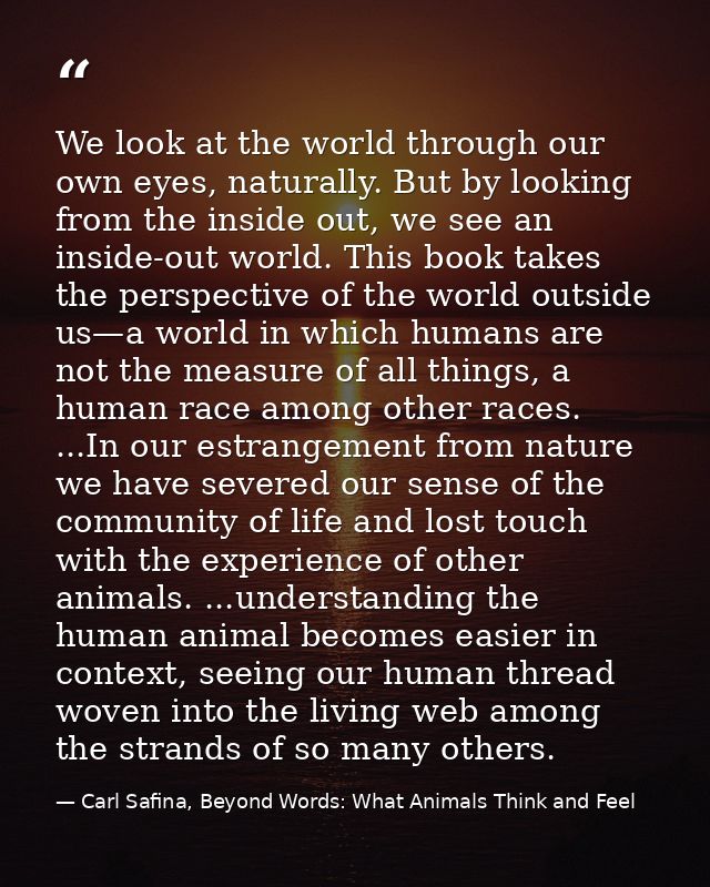 We look at the world through our own eyes, naturally. But by looking from the inside out, we see an inside-out world. Th — Carl Safina, Beyond Words: What Animals Think and Feel