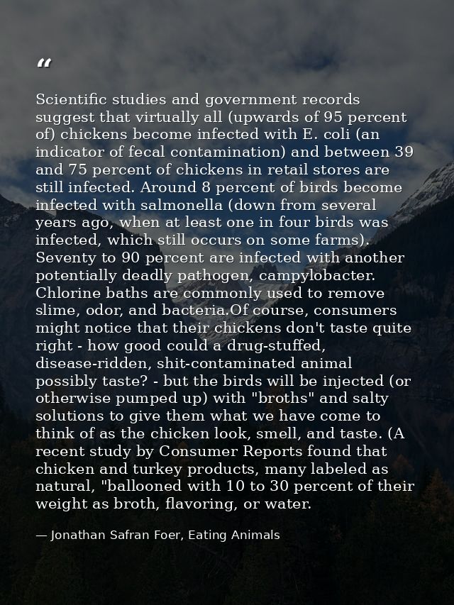 Scientific studies and government records suggest that virtually all (upwards of 95 percent of) chickens become infected — Jonathan Safran Foer, Eating Animals