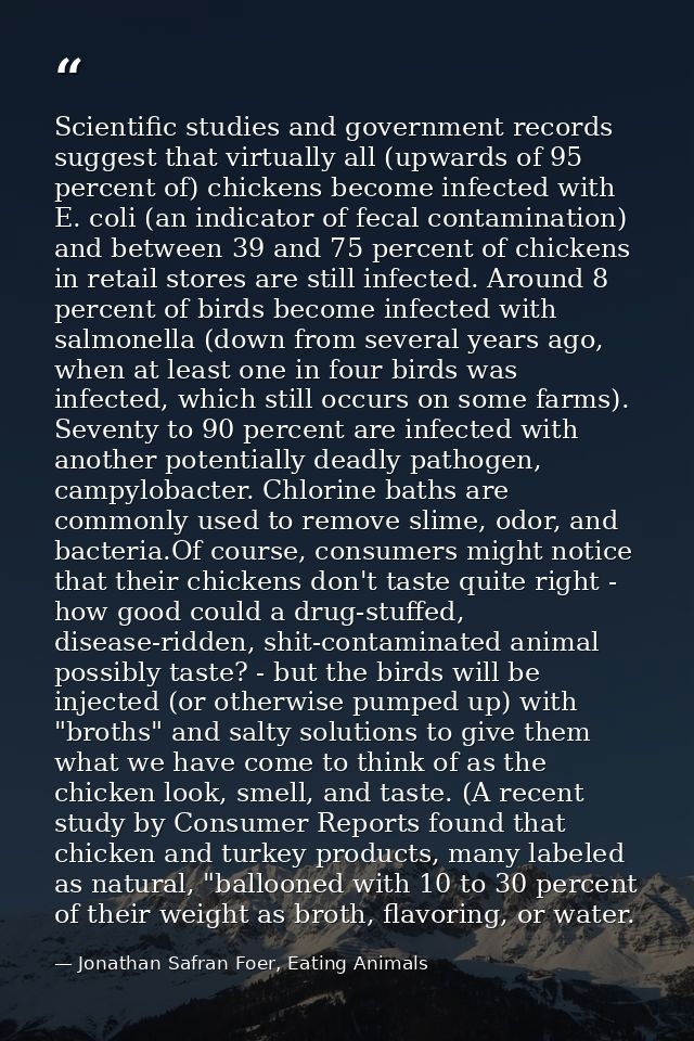 Scientific studies and government records suggest that virtually all (upwards of 95 percent of) chickens become infected — Jonathan Safran Foer, Eating Animals