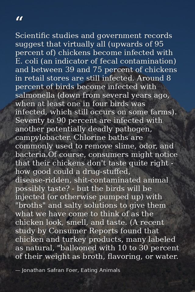 Scientific studies and government records suggest that virtually all (upwards of 95 percent of) chickens become infected — Jonathan Safran Foer, Eating Animals