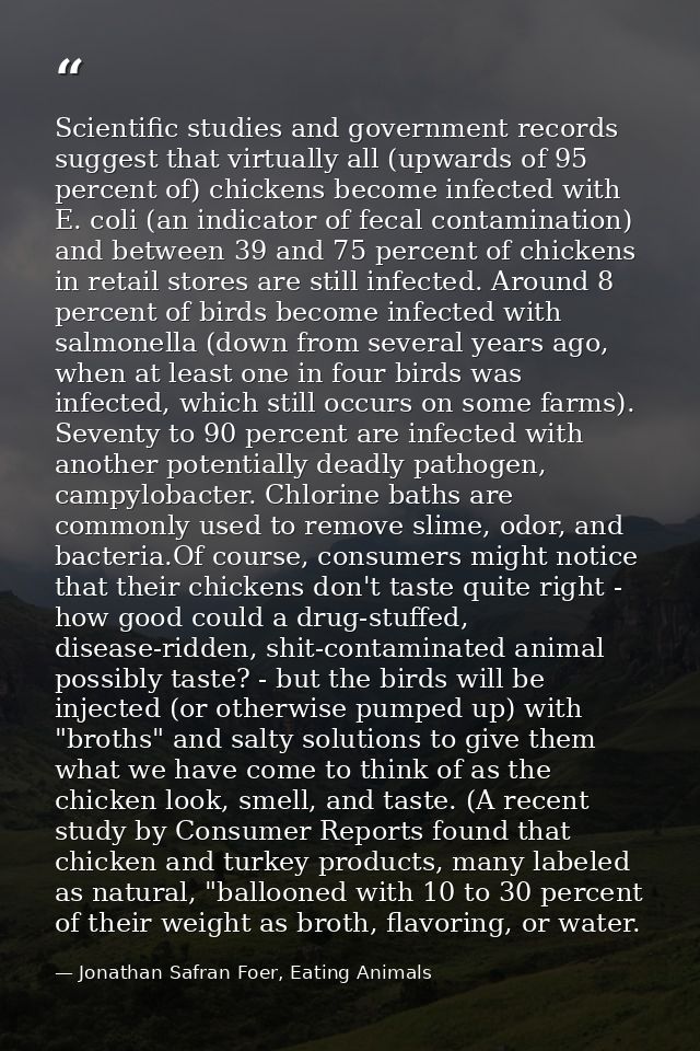 Scientific studies and government records suggest that virtually all (upwards of 95 percent of) chickens become infected — Jonathan Safran Foer, Eating Animals