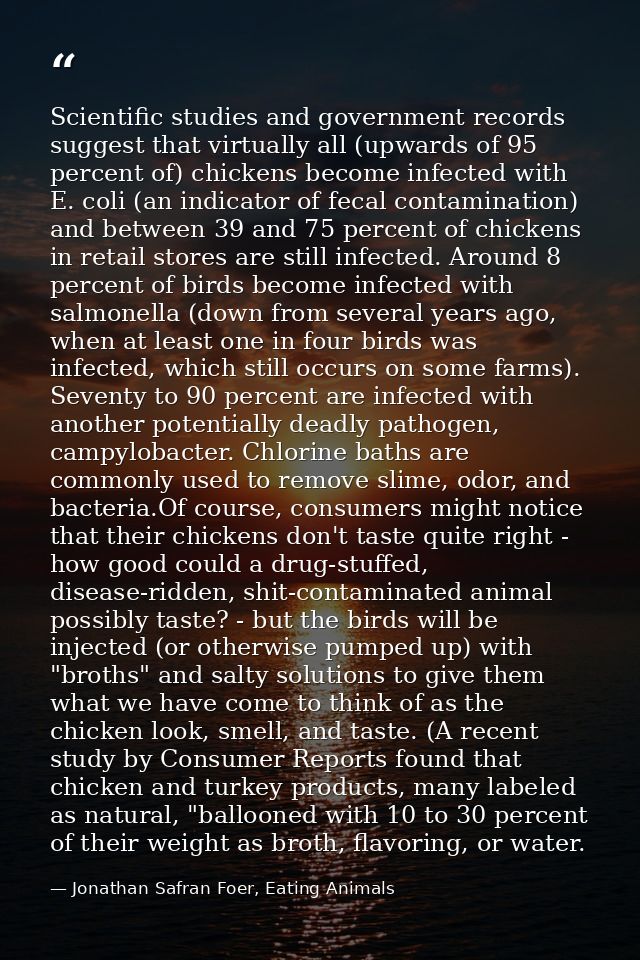 Scientific studies and government records suggest that virtually all (upwards of 95 percent of) chickens become infected — Jonathan Safran Foer, Eating Animals