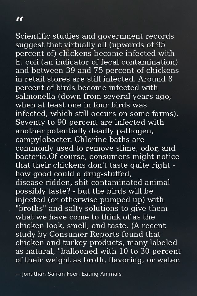 Scientific studies and government records suggest that virtually all (upwards of 95 percent of) chickens become infected — Jonathan Safran Foer, Eating Animals