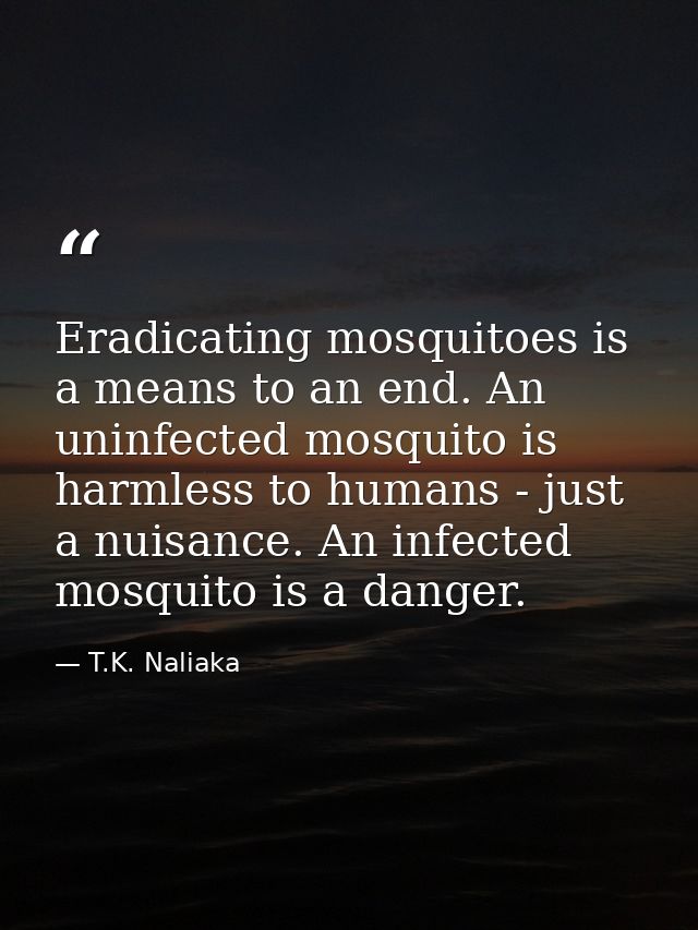 Eradicating mosquitoes is a means to an end. An uninfected mosquito is harmless to humans - just a nuisance. An infected — T.K. Naliaka