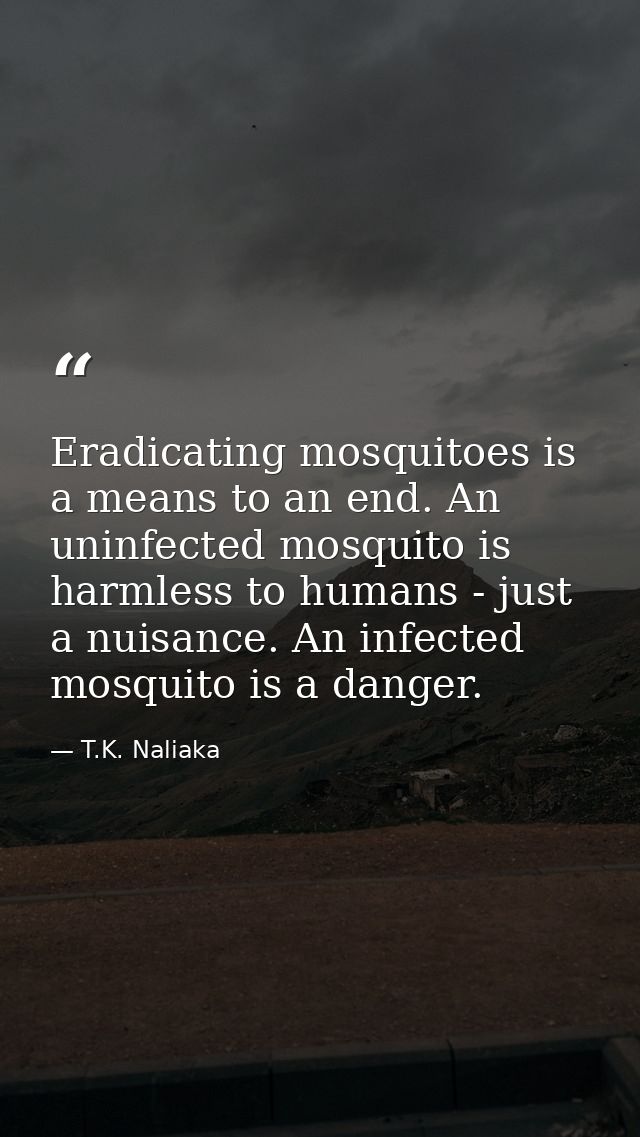 Eradicating mosquitoes is a means to an end. An uninfected mosquito is harmless to humans - just a nuisance. An infected — T.K. Naliaka