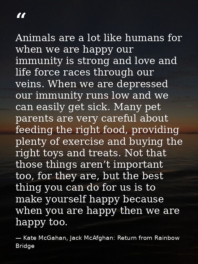Animals are a lot like humans for when we are happy our immunity is strong and love and life force races through our vei — Kate McGahan, Jack McAfghan: Return from Rainbow Bridge