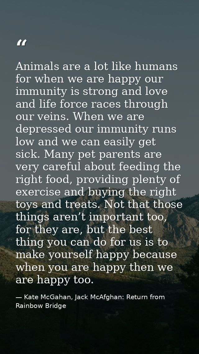 Animals are a lot like humans for when we are happy our immunity is strong and love and life force races through our vei — Kate McGahan, Jack McAfghan: Return from Rainbow Bridge