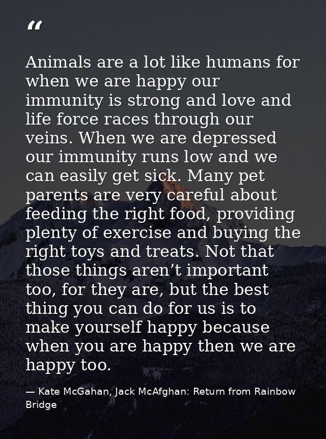 Animals are a lot like humans for when we are happy our immunity is strong and love and life force races through our vei — Kate McGahan, Jack McAfghan: Return from Rainbow Bridge