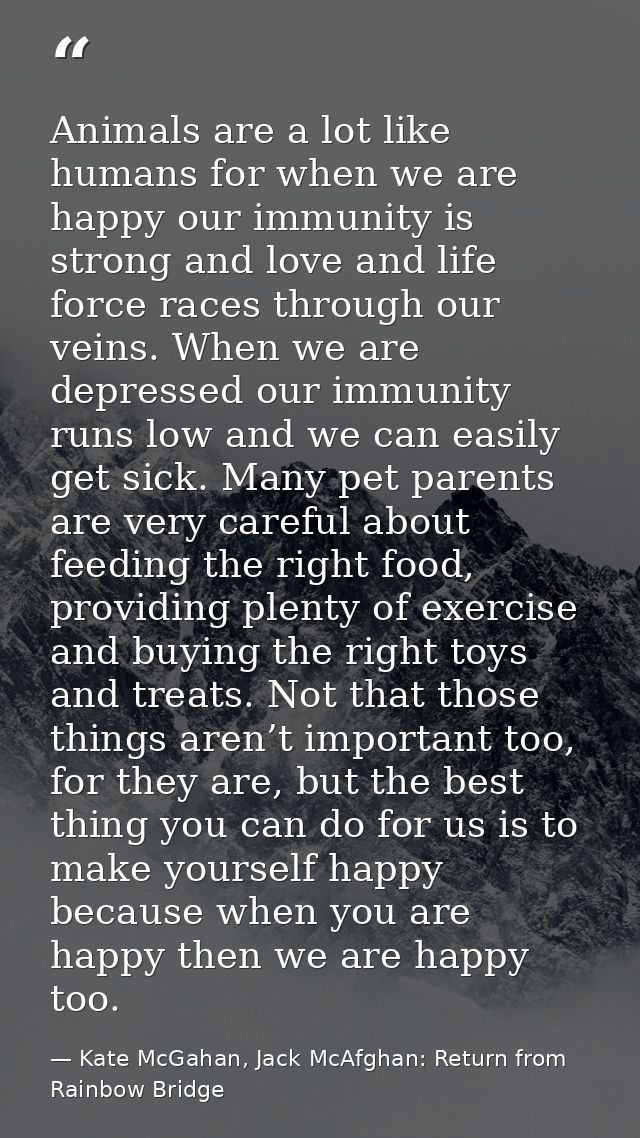 Animals are a lot like humans for when we are happy our immunity is strong and love and life force races through our vei — Kate McGahan, Jack McAfghan: Return from Rainbow Bridge