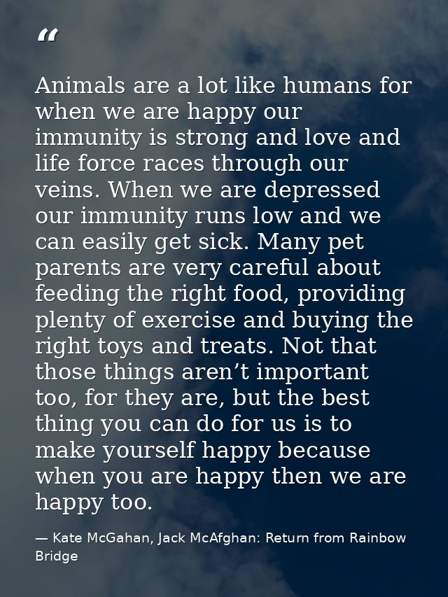 Animals are a lot like humans for when we are happy our immunity is strong and love and life force races through our vei — Kate McGahan, Jack McAfghan: Return from Rainbow Bridge