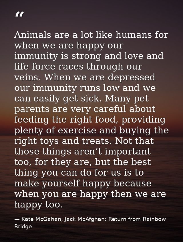 Animals are a lot like humans for when we are happy our immunity is strong and love and life force races through our vei — Kate McGahan, Jack McAfghan: Return from Rainbow Bridge
