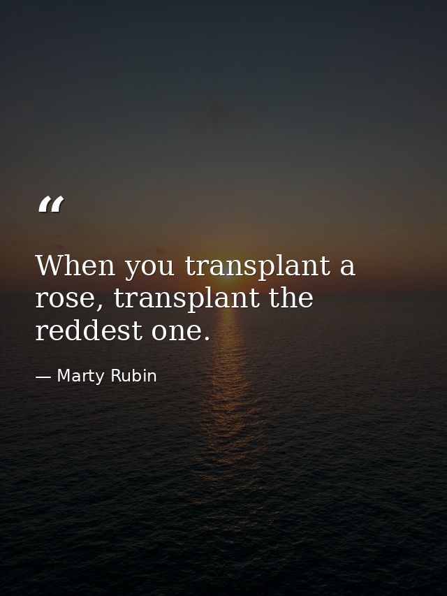 When you transplant a rose, transplant the reddest one. — Marty Rubin