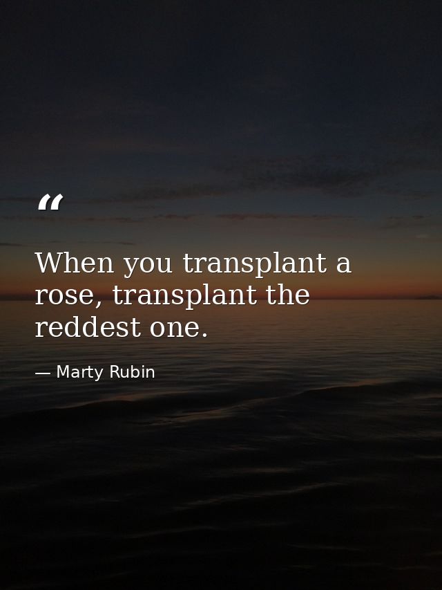 When you transplant a rose, transplant the reddest one. — Marty Rubin