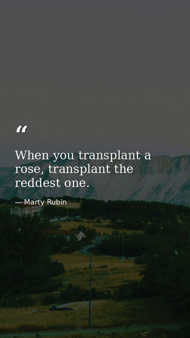 When you transplant a rose, transplant the reddest one. — Marty Rubin