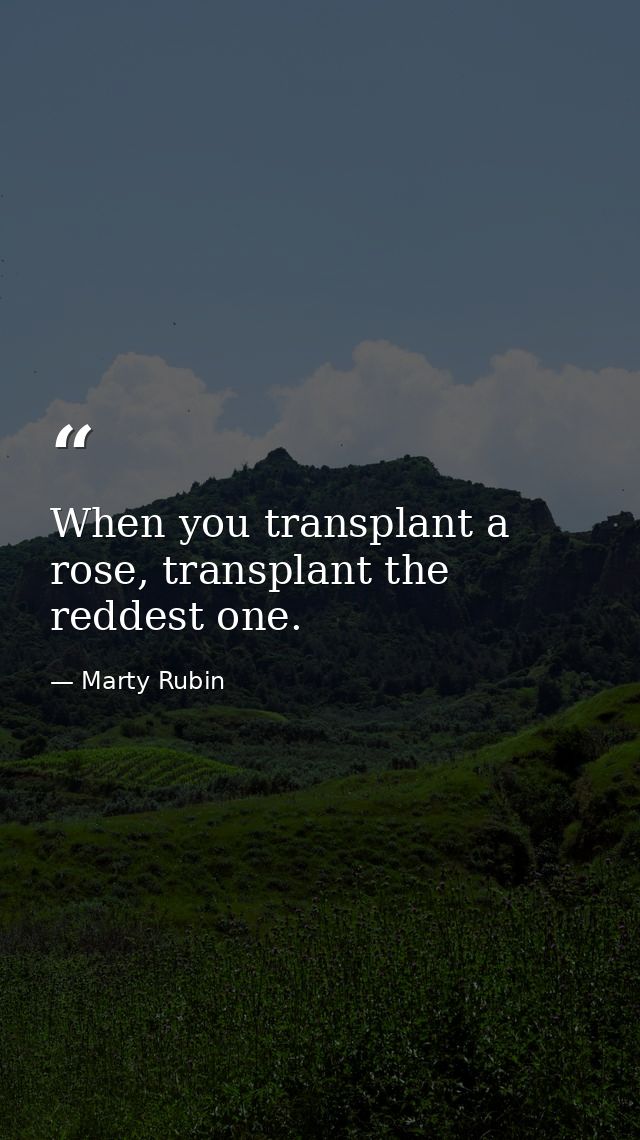 When you transplant a rose, transplant the reddest one. — Marty Rubin