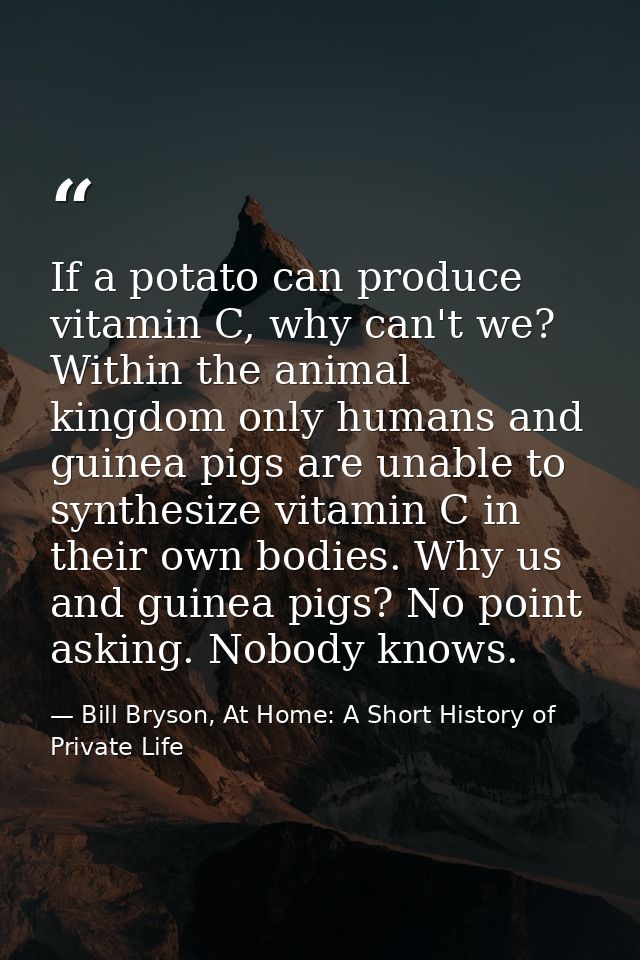 If a potato can produce vitamin C, why can't we? Within the animal kingdom only humans and guinea pigs are unable to syn — Bill Bryson, At Home: A Short History of Private Life