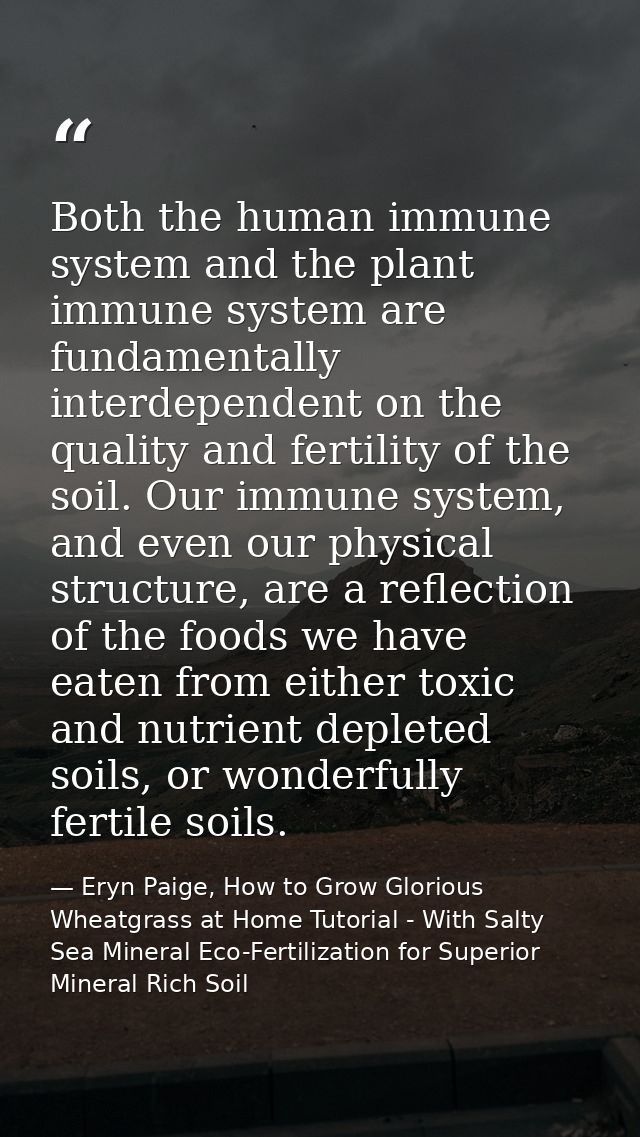 Both the human immune system and the plant immune system are fundamentally interdependent on the quality and fertility o — Eryn Paige, How to Grow Glorious Wheatgrass at Home Tutorial - With Salty Sea Mineral Eco-Fertilization for Superior Mineral Rich Soil