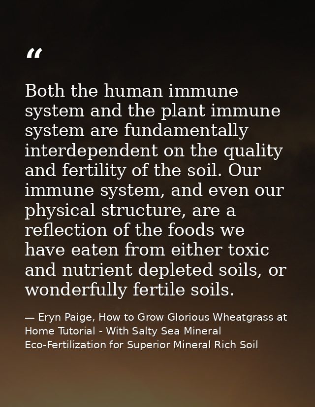 Both the human immune system and the plant immune system are fundamentally interdependent on the quality and fertility o — Eryn Paige, How to Grow Glorious Wheatgrass at Home Tutorial - With Salty Sea Mineral Eco-Fertilization for Superior Mineral Rich Soil