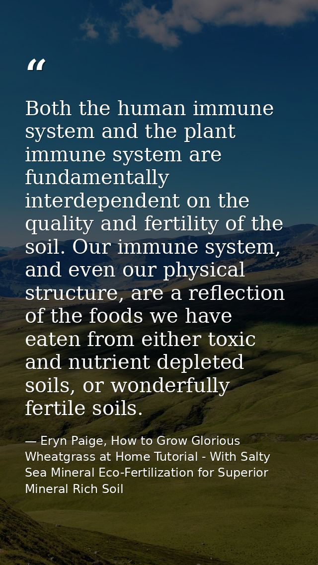 Both the human immune system and the plant immune system are fundamentally interdependent on the quality and fertility o — Eryn Paige, How to Grow Glorious Wheatgrass at Home Tutorial - With Salty Sea Mineral Eco-Fertilization for Superior Mineral Rich Soil