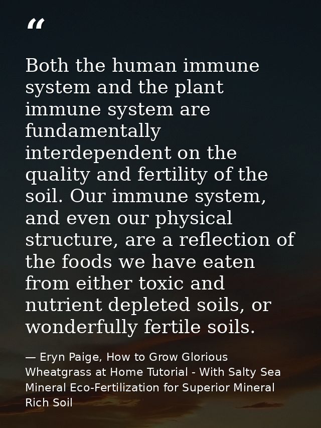Both the human immune system and the plant immune system are fundamentally interdependent on the quality and fertility o — Eryn Paige, How to Grow Glorious Wheatgrass at Home Tutorial - With Salty Sea Mineral Eco-Fertilization for Superior Mineral Rich Soil