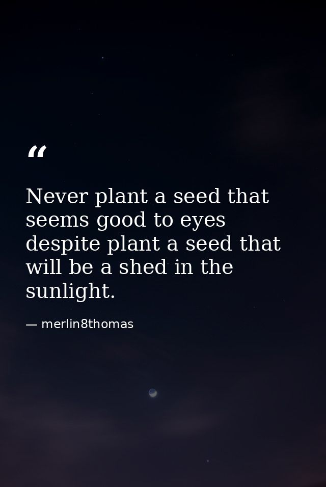Never plant a seed that seems good to eyes despite plant a seed that will be a shed in the sunlight. — merlin8thomas