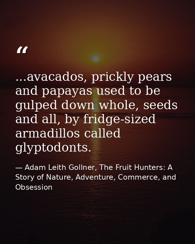 ...avacados, prickly pears and papayas used to be gulped down whole, seeds and all, by fridge-sized armadillos called gl — Adam Leith Gollner, The Fruit Hunters: A Story of Nature, Adventure, Commerce, and Obsession