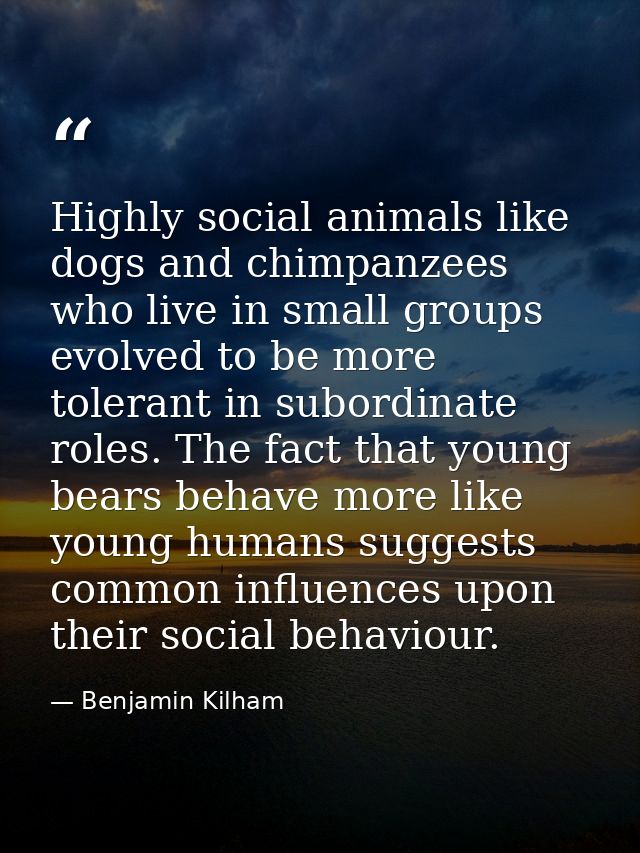 Highly social animals like dogs and chimpanzees who live in small groups evolved to be more tolerant in subordinate role — Benjamin Kilham
