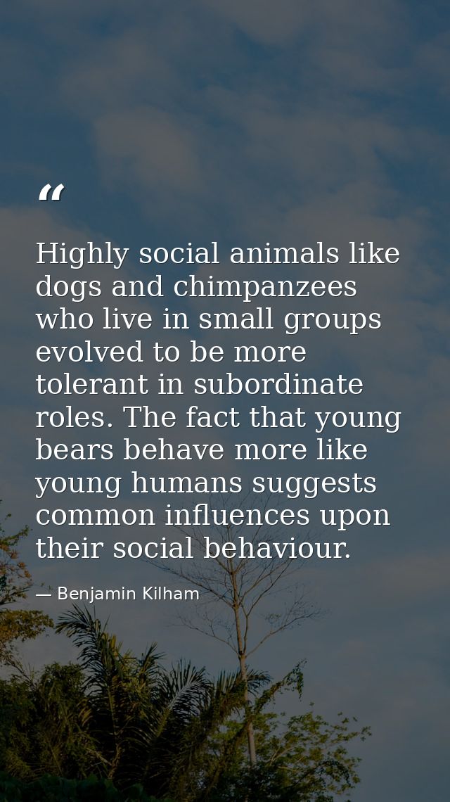 Highly social animals like dogs and chimpanzees who live in small groups evolved to be more tolerant in subordinate role — Benjamin Kilham