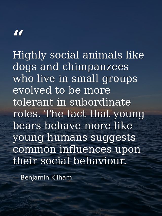 Highly social animals like dogs and chimpanzees who live in small groups evolved to be more tolerant in subordinate role — Benjamin Kilham